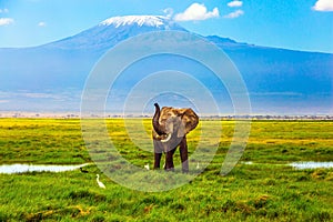 Elephant at Mount Kilimanjaro