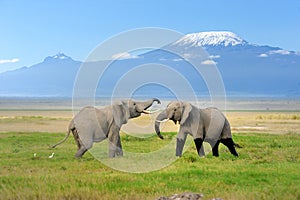 Elephant with Mount Kilimanjaro