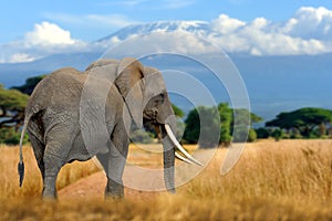Elephant with Mount Kilimanjaro in the background
