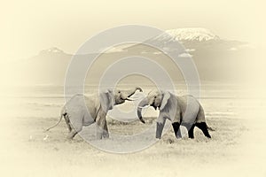 Elephant with Mount Kilimanjaro. Vintage effect
