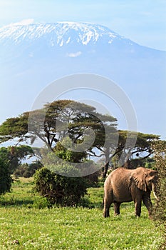 Elephant and mountain Kilimanjaro, Kenya. Africa