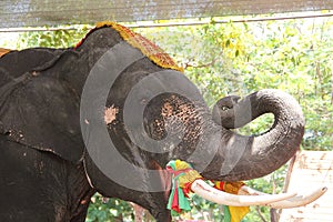 Elephant with mouth open and trunk
