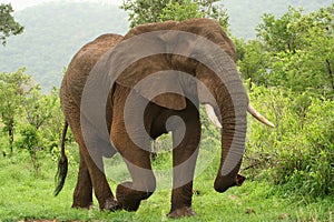 Elephant on the move photo