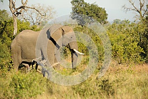 Elephant on the Move