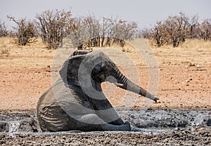 Elephant Mud Bath