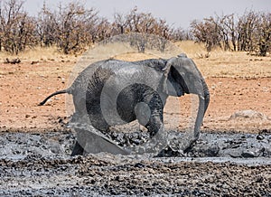 Elephant Mud Bath