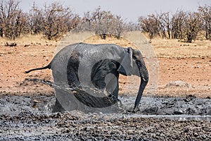 Elephant Mud Bath