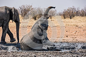 Elephant Mud Bath