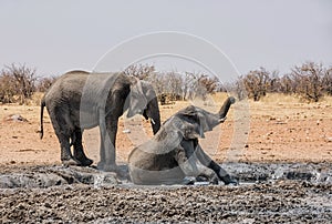 Elephant Mud Bath