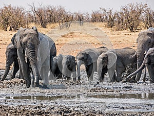 Elephant Mud Bath