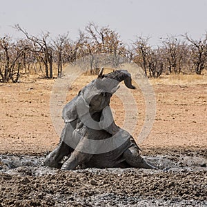 Elephant Mud Bath