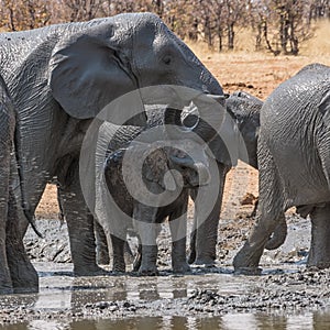 Elephant Mud Bath