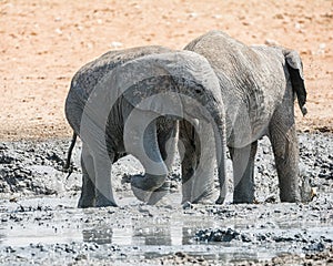 Elephant Mud Bath