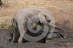 Elephant mud bath