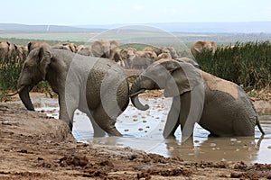 Elephant Mud Bath