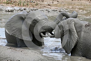 Elephant Mud Bath