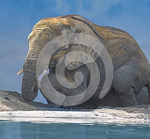 Elephant mud bath