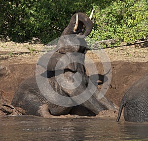Elephant Mud Bath - Botswana