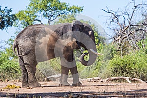 Elephant mud bath in Botswana
