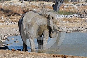 Elephant mud bath, Etosha National park, Namibia