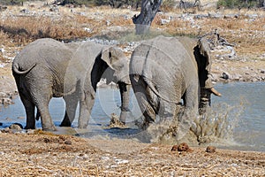 Elephant mud bath, Etosha National park, Namibia