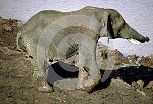 Elephant with muddy feet walking towards river