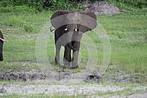 Elephant in the mudhole