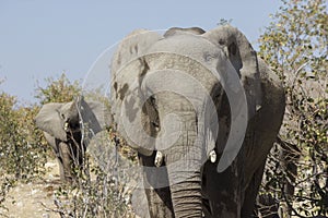 Elephant, Namibia