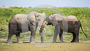 Elephant in National Park Kenya