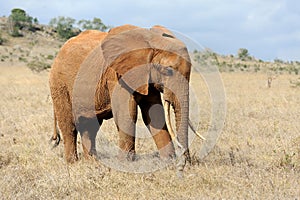 Elephant in National park of Kenya