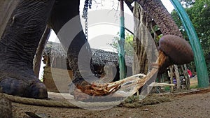 Elephant in natural surroundings chewing plant.