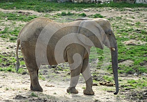 Elephant in natural and wild environment