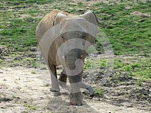 Elephant in natural and wild environment