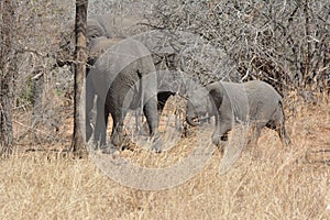 Elephant in nature with baby walking through dry grass  wildphotography