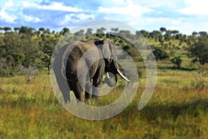Elephant in nature, olifant