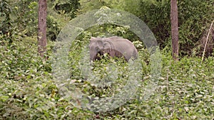 Elephant Nature Park. Asian elephant at natural reserve in Thailand