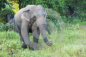 Elephant in a nature reserve