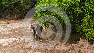 Elephant in a nature reserve in Sri Lanka.