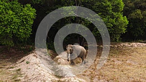 Elephant in a nature reserve in Sri Lanka.