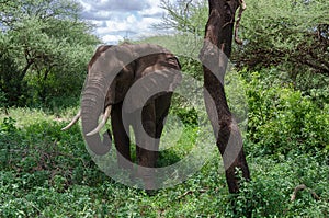 Elephant near tree