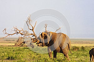 Elephant near tree. Amboseli, Kenya, Africa