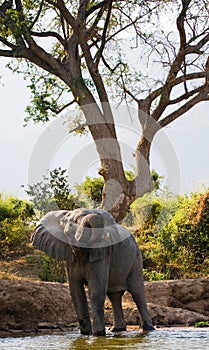 Elephant near the Zambezi River. Zambia. Lower Zambezi National Park. Zambezi River.