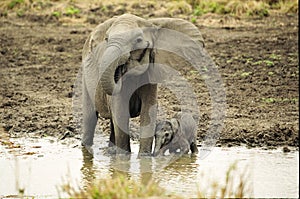 Elephant and Newborn