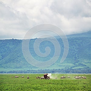 elephant in ngoro ngoro crater