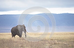 Elephant in Ngorongoro Crater