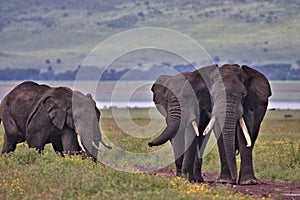 Elephant, Ngorongoro Crater, Serengeti, Tanzania, Africa