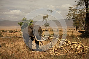 Elephant at Ngorongoro Crater, Tanzania