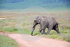 Elephant in the Ngorongoro crater in Tanzania