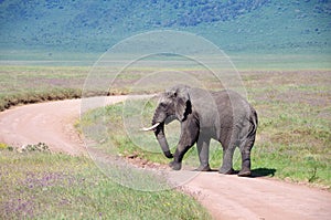 Elephant in the Ngorongoro crater in Tanzania
