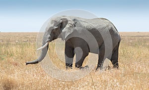 Elephant, Ngorongoro Crater, Tanzania, Africa